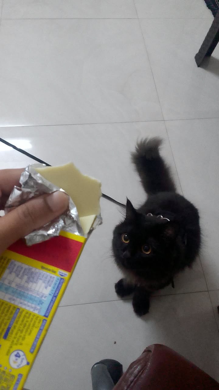 Cat with a treat