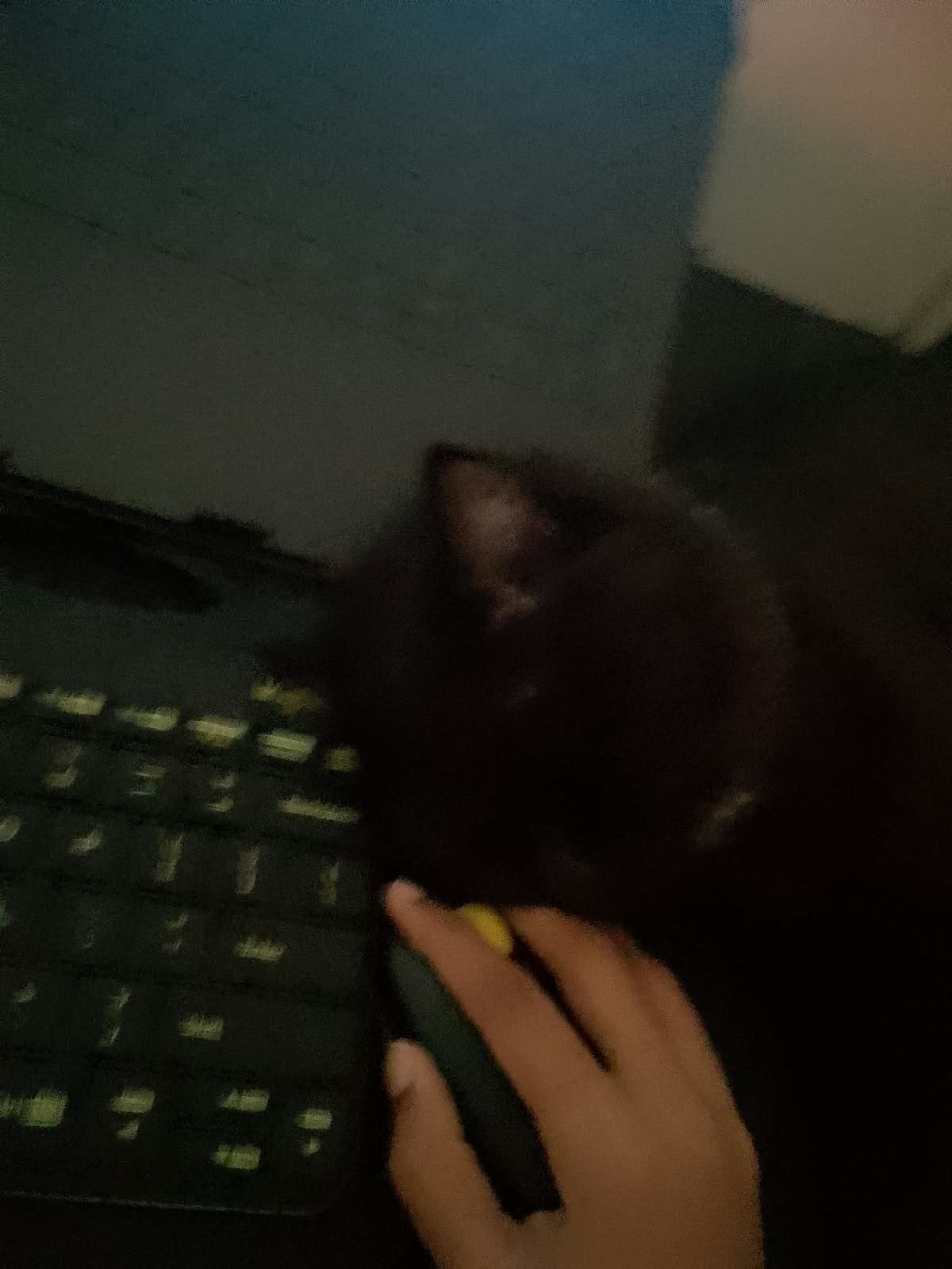 Cat sitting on the keyboard